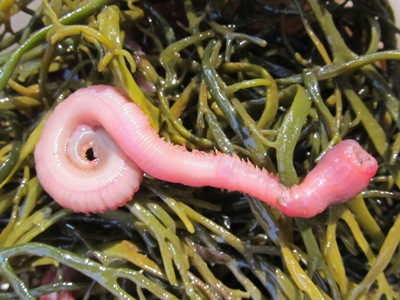 http://www.daybreakfishing.com/images/bait/bloodworm.jpg