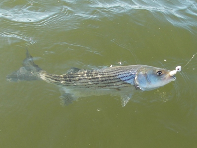 Fishing for Chesapeake Bay School Rockfish –