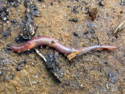 Nightcrawlers and Earthworms for Fishing Bait –
