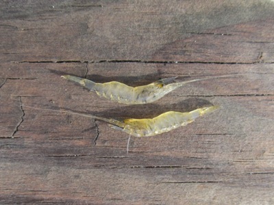 https://www.daybreakfishing.com/images/bait/grass-shrimp.jpg