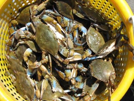 How To Catch Blue Crabs –