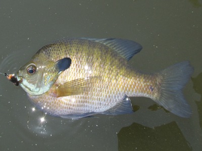 Types of Sunfish in North America