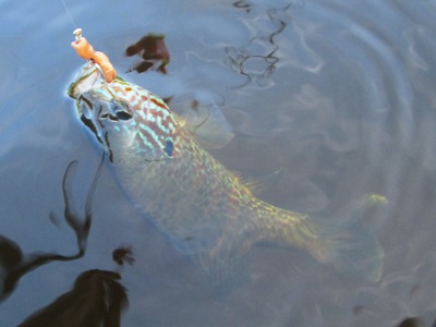 https://www.daybreakfishing.com/images/freshwater-fish/pumpkinseed-sunfish.jpg