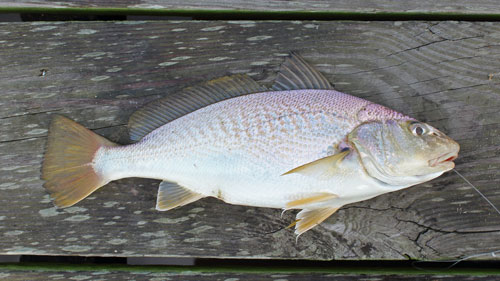 Bait Fish and Forage Species Identification – Virginia Saltwater