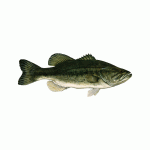 largemouth bass