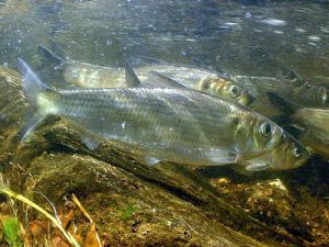 Alewives swimming