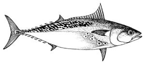 false albacore - little tunny