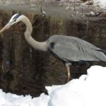 great blue heron