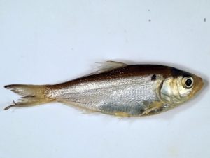 Threadfin Shad